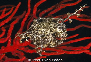 Jewel of the ocean

Basket star on a palmate sea fan by Peet J Van Eeden 